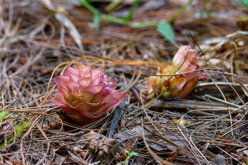 Suthep Siamese flowers or krachiao suthep are blooming from the ground in Doi Suthep-Pui National Park, Thailand.