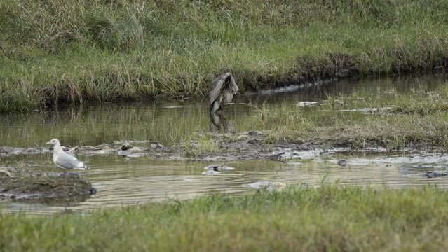 Great blue herron standing in shallow riverbed, static. Medium shot