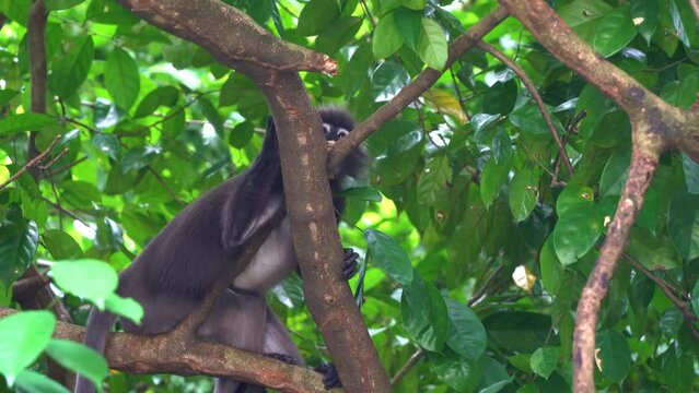Cute curious dusky leaf monkey, trachypithecus obscurus perched high on the tree, leaning on tree branch under lush green canopy, looking down from above, observing the surrounding environment.