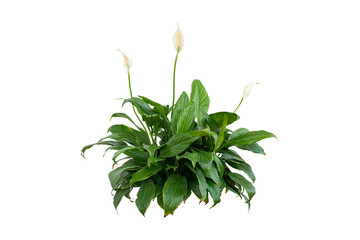 white flower bush plant isolated on white background