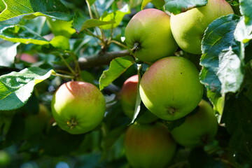 green apples on a tree