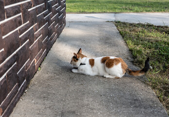 Naklejka na ściany i meble tricolor cat hunting on an early sunny summer morning