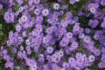 Honey bee pollinating violet flowers of Symphyotrichum novi-belgii in October - obrazy, fototapety, plakaty