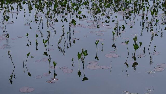 ミツガシワとヒツジグサ
