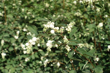 White berries of Symphoricarpos albus in August