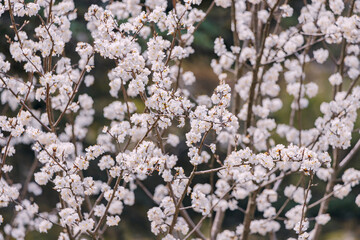 Closeup view of blooming tree at early spring.