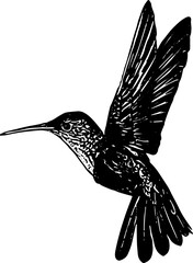 hummingbird illustration vector 