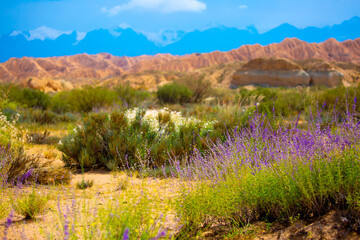 Spring lavender flowers under the rays of sunlight on the background of the mountains. Lilac flowers close up. Beautiful landscape of nature with a panoramic view. Hi spring. long banner