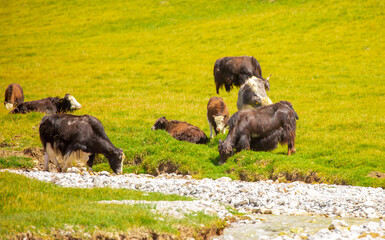 A herd of yaks graze in the mountains. Himalayan big yak in a beautiful landscape. Hairy cow cattle wild animal in nature in Tibet. Sunny summer day in the wild. Farm animal in Nepal and Tibet.