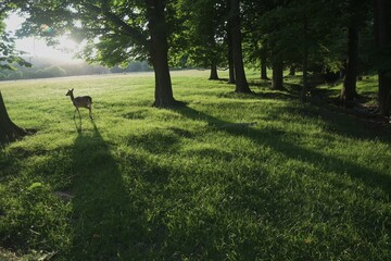 Reh in der Sonne