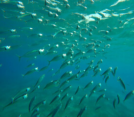 Fototapeta na wymiar Shoal of Striped Mackerel or Indian Nackerel (Rastrelliger kanagurta) swims in blue water with open mouths filtering for plankton on sunny day sparkling in sun rays