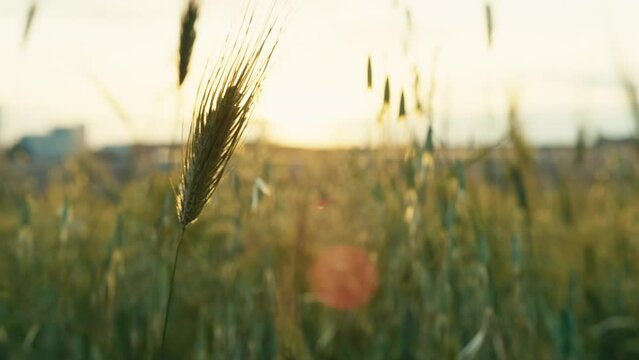 Grain ear in the sunset sky