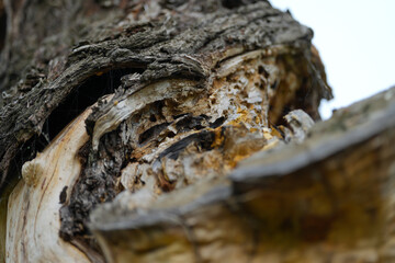old tree tree bark. detail. photo during the day.