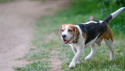 beagle. purebred dog in nature, photo with green background.