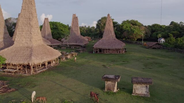 Horses next to traditional authentic village houses Sumba island, aerial