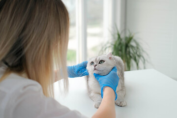 A veterinarian examines a Scottish fold cat in a veterinary clinic.