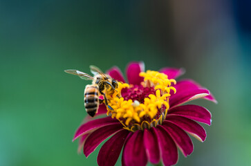 Honey bee on purple flower - Powered by Adobe