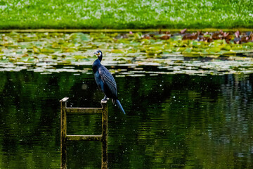 The great cormorant, Phalacrocorax carbo, known as the great black cormorant