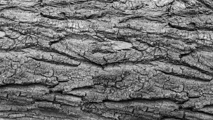 bark of an old tree