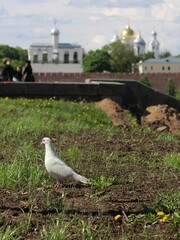 White dove on the background of the church