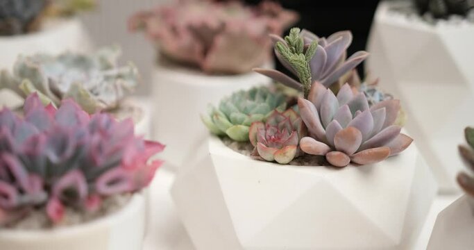 Echeveria Succulent house plant in a pot and other potted house plants on a table
