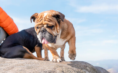 Obraz premium English bulldog on top of mountain sitting on top of mountain at Peak District on a sunny warm day.