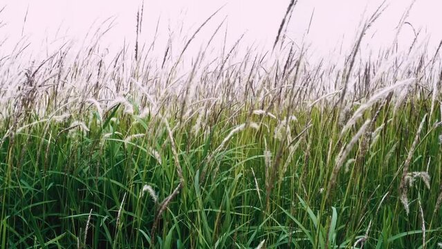 cogon grass field in the wind