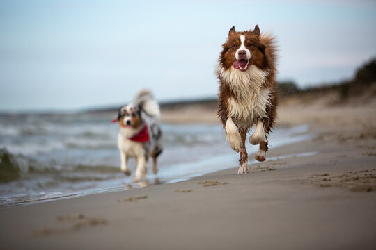 Australian Shepherd dog runs happily on a sandy beach by the Baltic Sea