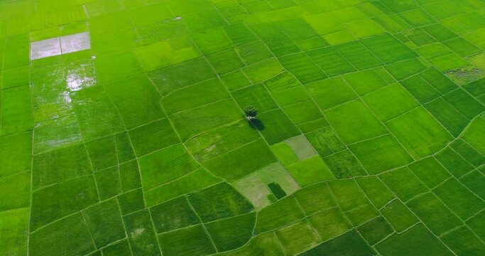 Serene Plainland Landscape: Aerial drone shot of a single tree and lush green agricultural fields in Nepal's Terai region. Parallax effect as the vibrant greenery unfolds. Breathtaking Nature in 4K.