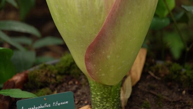 Rare Amorphophallus titanum Blooming in Botanical Garden Greenhouse