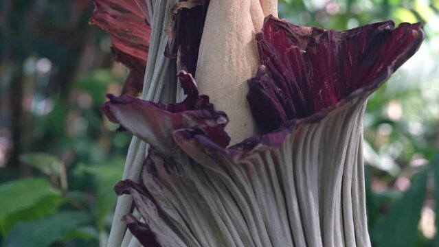 Rare Giant Blooming Amorphophallus titanum, the titan arum Among Jungle - Close Up Pan Down