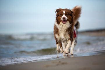 Australian Shepherd dog runs happily on a sandy beach by the Baltic Sea - 610911517