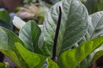 Close up of anthurium jenmanii purple flower with green leaf background. selectively focus on Variegated Anthurium Jenmanii plants