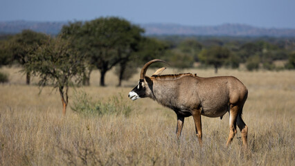 Naklejka na ściany i meble a male roan antelope in the wild