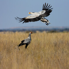 a secretarybird in flight, flying. 