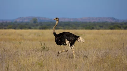 Deurstickers A Male ostrich on the run © Jurgens