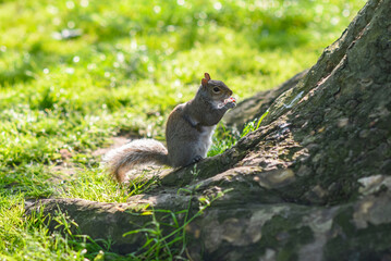 Naklejka na ściany i meble Gray squirrel in the park. Wild squirrel in the summer park.
