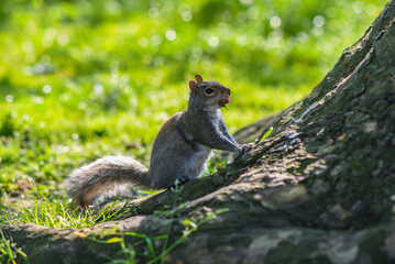 Gray squirrel in the park. Wild squirrel in the summer park.