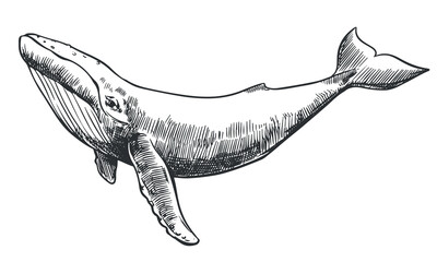 The humpback whale swims underwater. Vector illustration in engraving style. The clipart for the coat of arms is made with a thin black line on a white background. Rare marine mammal.