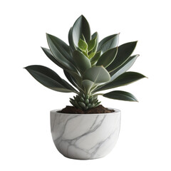 Small plant in a marble pot, isolated, transparent background, no background. PNG. Generative AI.