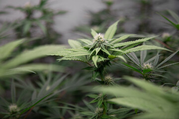 Cannabis at the beginning stage of flowering. Cannabis Indoor Farm. Young cannabis plant.