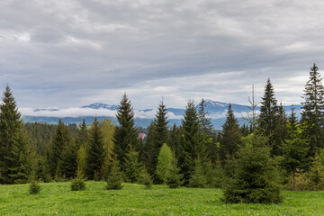 Firs on mountain slope and distant mountains covered with snow