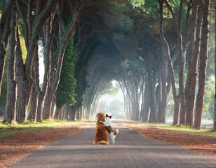 two dogs hugging on a beautiful path . Nova Scotia duck tolling retriever and Jack Russell Terrier in nature in park