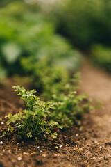 Young green sprouts are growing. Ecology and care for the environment. Greenery
