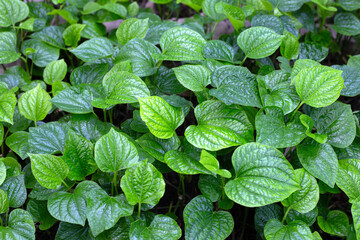 Fresh leaves of wild betel