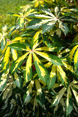 Cassava plant (Manihot esculenta). Green and yellow leaves