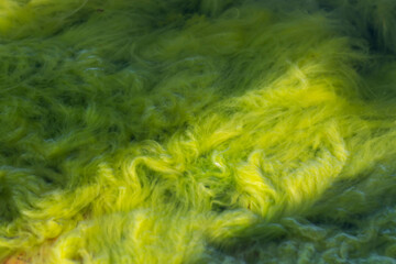 Green algae under water, backlit by the sun. Sea. Ocean