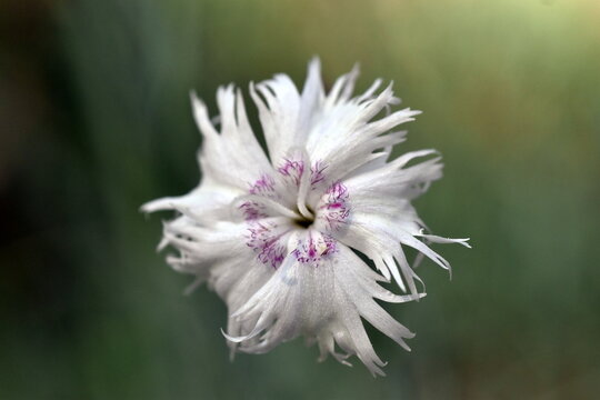 Bl&uuml;te einer Federnelke