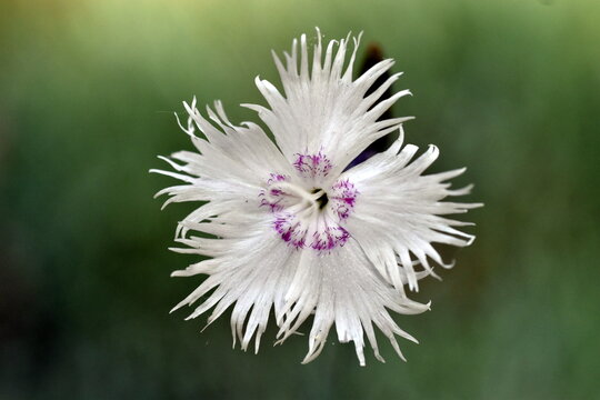 Bl&uuml;te einer Federnelke