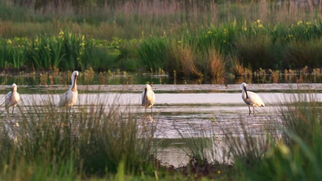 Group of Eurasien spoonbills resting in water marshes of Netherlands - wide shot
